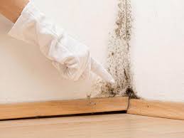 Why You Should Choose Our Mold Remediation Services in Nesconset, NY